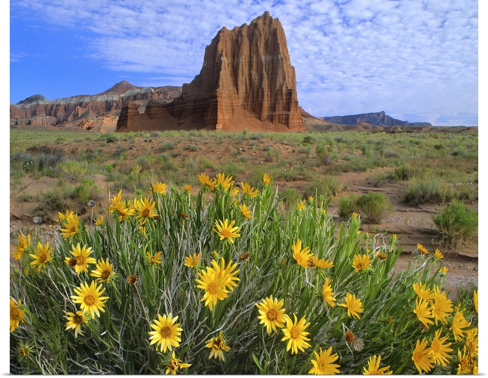 Temple of the Sun with Common Sunflowers, Capitol Reef National Park, Utah