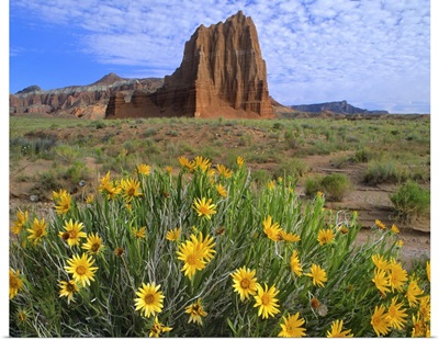 Temple of the Sun with Common Sunflowers, Capitol Reef National Park, Utah