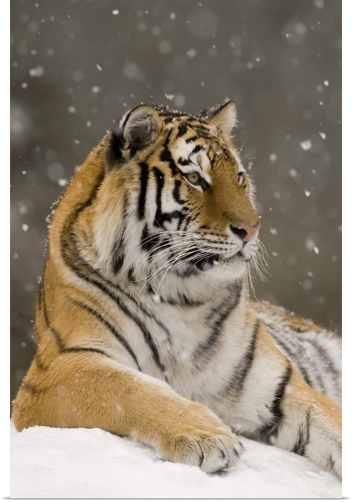 Tiger in snowfall, native to Asia.