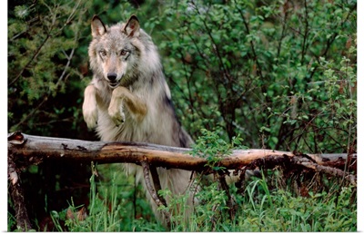 Timber Wolf (Canis lupus) leaping over fallen log, North America