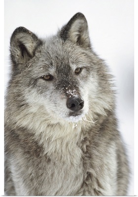 Timber Wolf (Canis lupus) portrait with snow on muzzle, Montana