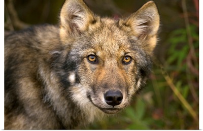 Timber Wolf  Juvenile Denali National Park