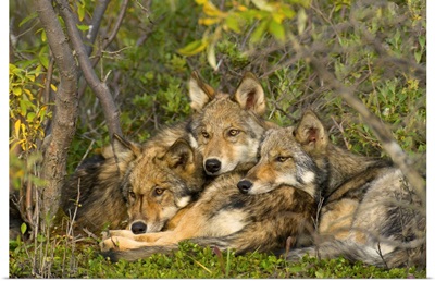 Timber Wolf Trio Resting Denali National Park