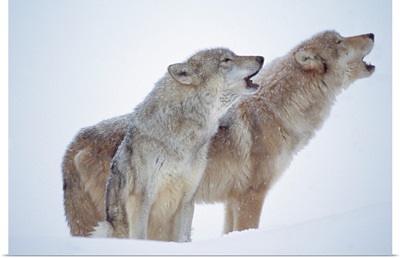Timber Wolves (Canis lupus) close-up portrait of pair howling in snow, North America