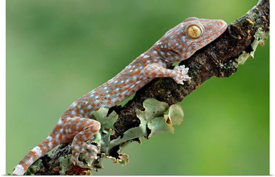 Tokay Gecko juvenile, Uthai Thani, Thailand