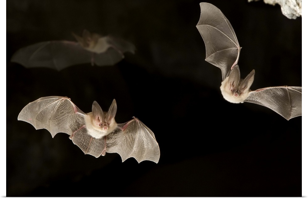 Two townsend's big-eared bats (Plecotus townsendii) exit a cave while a third flies in the background in the Derrick Cave ...