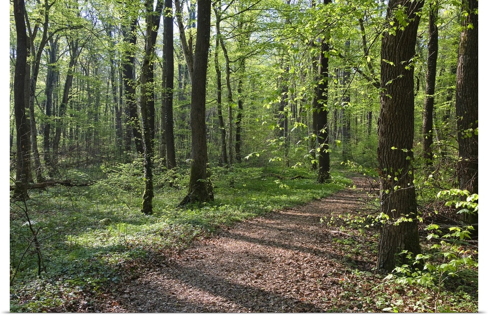 Weg durch Laubmischwald im FrAhling mit Buchen, Ahorn und Eichen, Oberbayern, Deutschland / Path through deciduous Forest ...