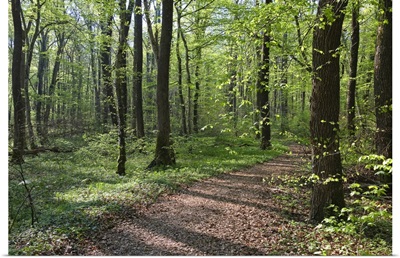 Trail through deciduous forest in spring, Upper Bavaria, Germany