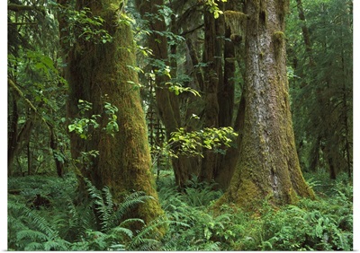 Trees and dense undergrowth in the Hoh Rainforest, Olympic National Park, Washington