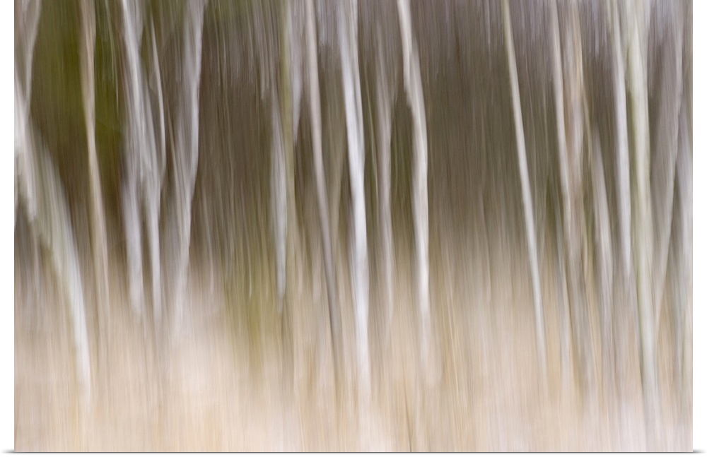 Big, landscape photograph of trees in the snow that appear as blurred white vertical lines on a background that transition...