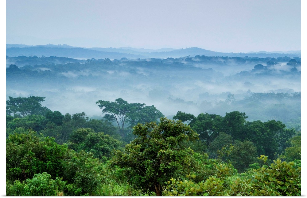 Tropical rainforest, Kibale National Park, western Uganda.