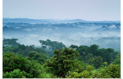 Tropical rainforest, Kibale National Park, western Uganda