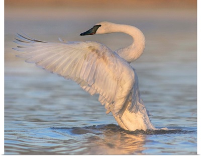 Trumpeter Swan Flapping, Magness Lake, Arkansas