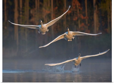 Trumpeter Swan Trio Flying, Magness Lake, Arkansas