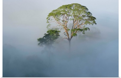 Tualang emergent tree towering above the mist-shrouded canopy, Borneo, Malaysia