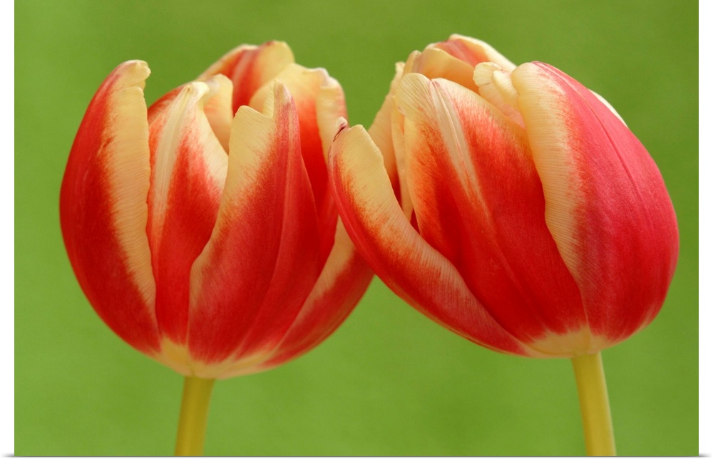 Tulip (Tulipa sp) pair flowering, Hoogeloon, Netherlands