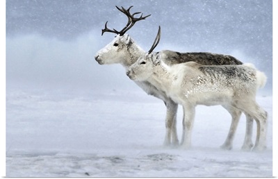 Two Reindeer during a blizzard