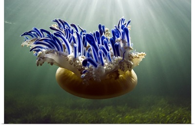 Upside Down Jellyfish