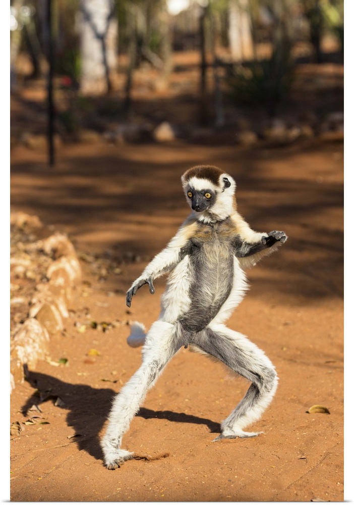 Larvensifaka tanzend, Propithecus verreauxi, Berenty Reservat, Madagaskar, Afrika / Verreaux Sifaka dancing, Propithecus v...