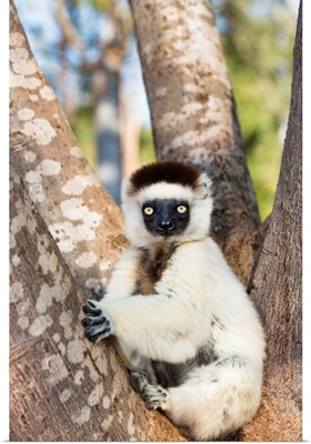 Verreaux's Sifaka juvenile, Berenty Reserve, Madagascar