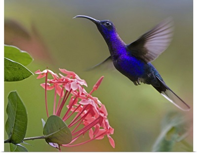 Violet Sabre-wing male hummingbird feeding at flower, Costa Rica