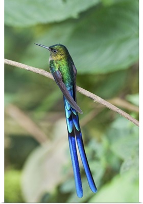 Violet-tailed Sylph hummingbird, Bellavista Cloud Forest Reserve, Ecuador