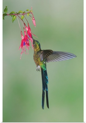 Violet-tailed Sylph hummingbird feeding on flower nectar, Ecuador