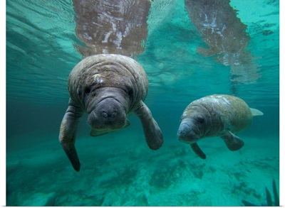 West Indian Manatee Mother And Calf, Crystal River, Florida