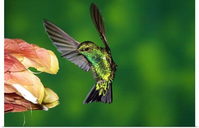 Western Emerald hummingbird feeding on flower, Andes, Ecuador