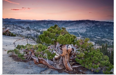 Western Juniper on granite summit stunted by strong winds, Sierra Nevada, California