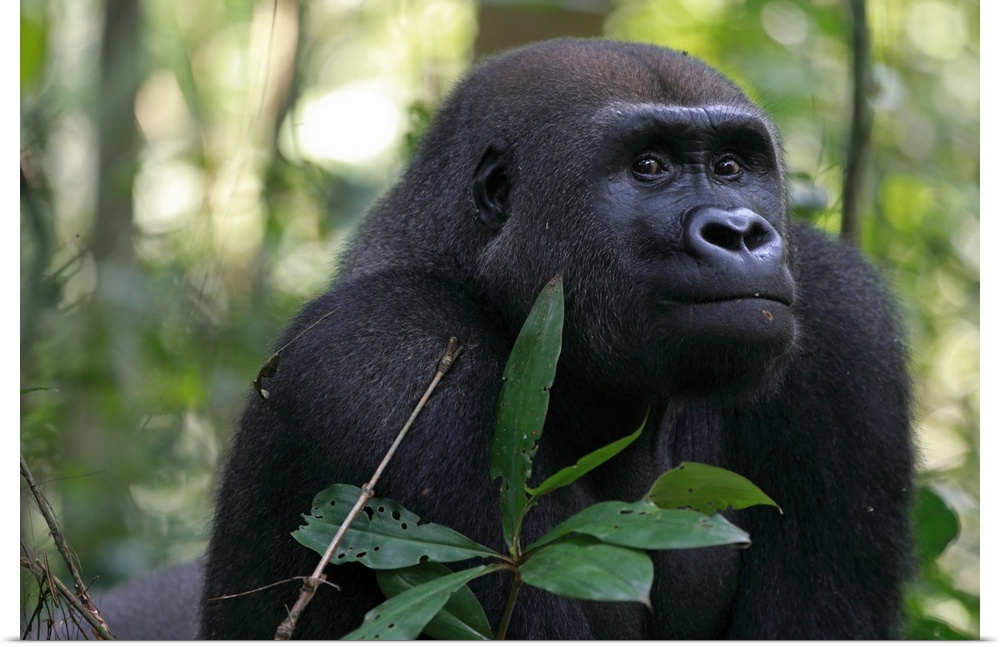Western lowland gorilla / Gorilla gorilla gorillaTonga, a 15 years old silver back gorilla back to the wild.Reintroduced g...