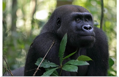 Western Lowland Gorilla (Gorilla gorilla gorilla) fifteen year old silverback