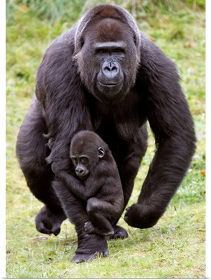 Western Lowland Gorilla mother walking with young holding on, Arnhem, Netherlands