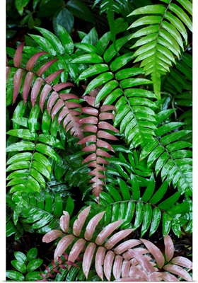 Wet fern fronds in tropical rainforest, Barro Colorado Island, Panama