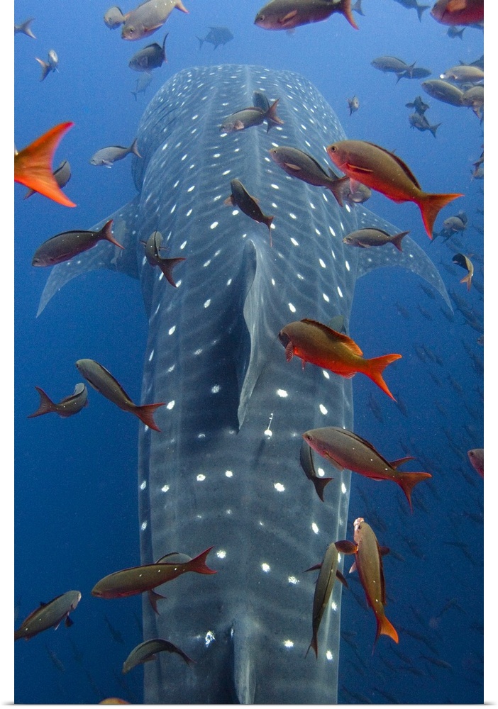 Whale Shark (Rhincodon typus) swimming with other tropical fish, note satellite tag to right of dorsal fin, Wolf Island, G...
