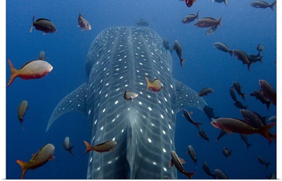 Whale Shark (Rhincodon typus) with other tropical fish, Galapagos Islands, Ecuador