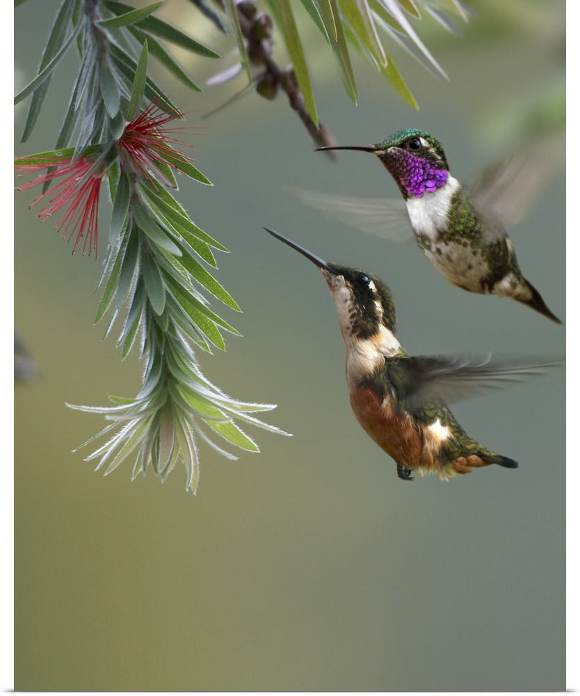 White-bellied Woodstar hummingbird male and female feeding on flower, Costa Rica