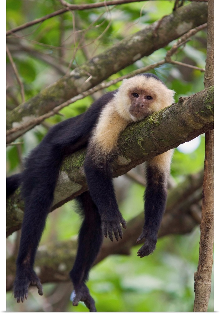 White-faced Capuchin.Cebus capucinus.Resting.Osa Peninsula, Costa Rica
