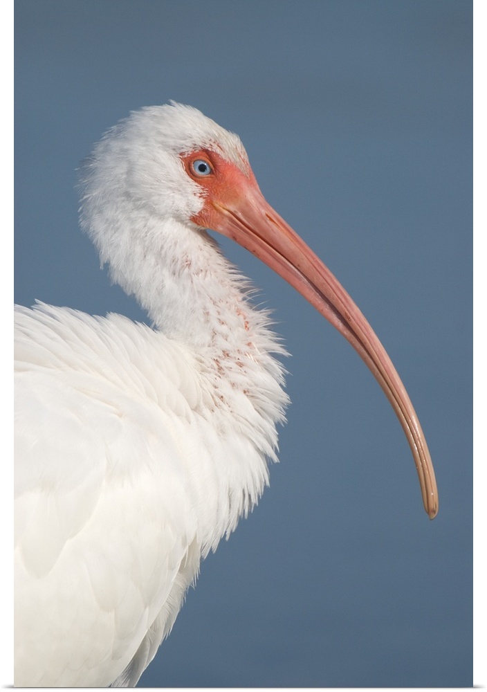 white ibis (Eudocimus albus), Headshot, Fort Meyers FL
