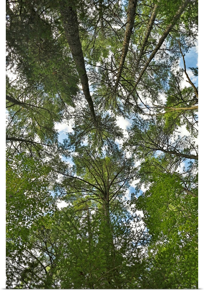 white pine canopy against blue sky