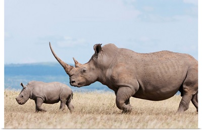 White Rhinoceros mother and calf, Solio Ranch, Kenya