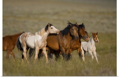 Wild Horse herd running, Wyoming