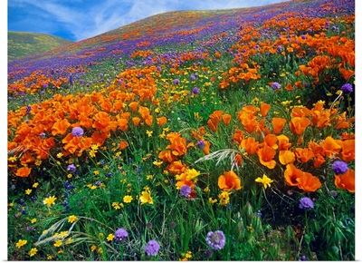 Wildflowers growing on hillside, spring, Antelope Valley, California