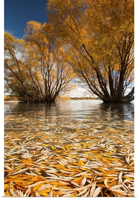 Willow trees in autumn, Lake Tekapo, Mackenzie Country, New Zealand