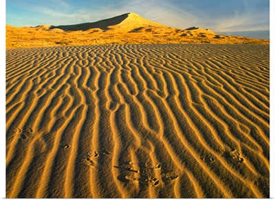 Wind ripples in Kelso Dunes, Mojave National Preserve, California