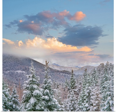 Winter Forest, Aspen Vista, Santa Fe National Forest, New Mexico