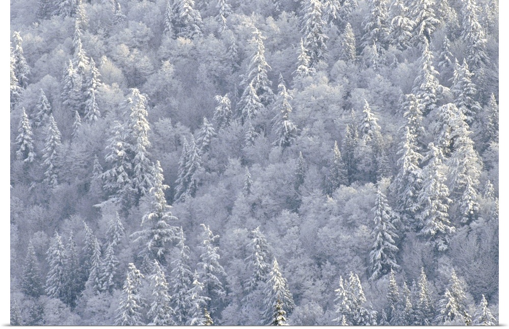 Winter forest, British Columbia