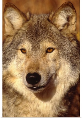 Wolf, North America