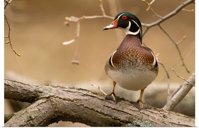 Wood Duck (Aix sponsa) male, Kensington Metropark, Milford, Michigan