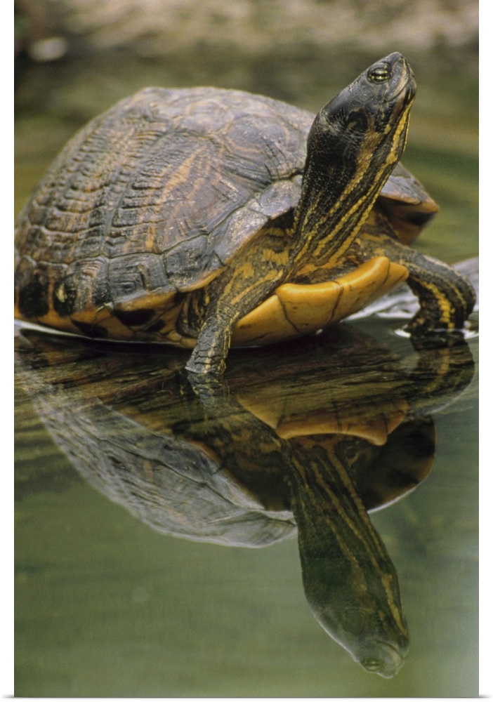 Yellow-bellied Slider (Trachemys scripta scripta) turtle, portrait, in water, North America